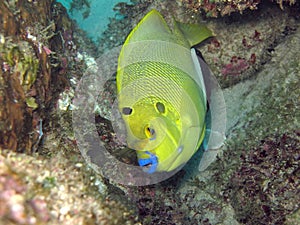 Poisson ange ÃÂ  trois taches - Threespot angelfish photo